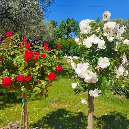 Apartament Renovierte In Zambratija Mit Grossem Garten By Interhome *